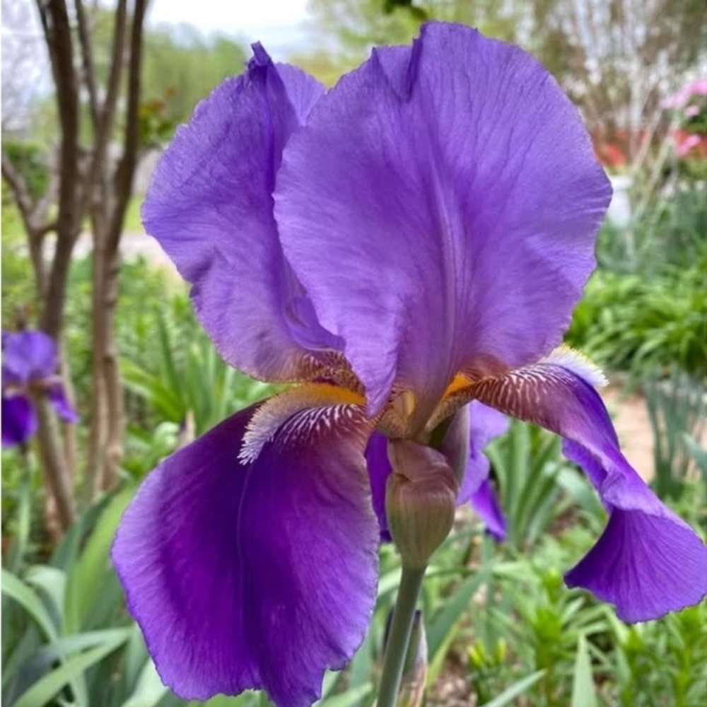 Purple Iris Flower Live Rhisomes